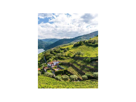 Niepoort