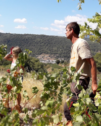 Domaine de Vinceline